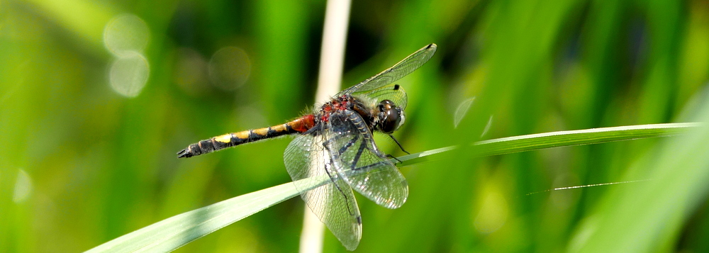RikenMons blog EN dragonflies