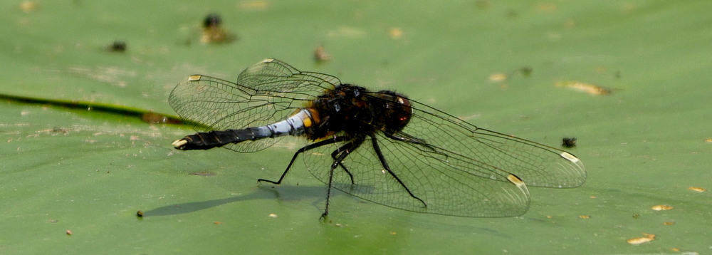 RikenMons blog EN dragonflies