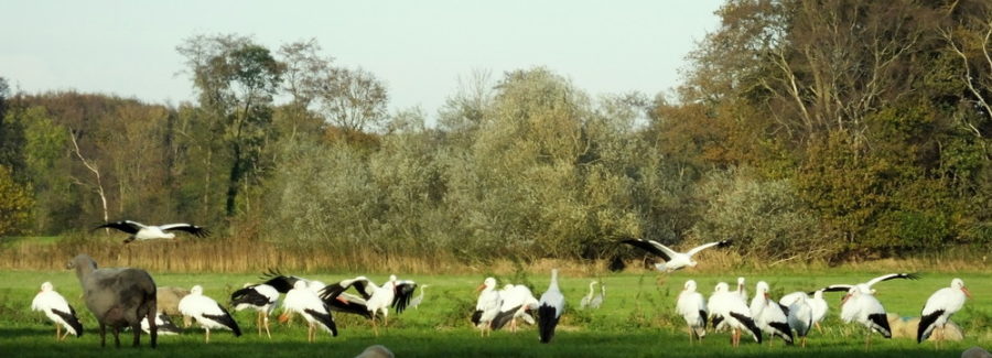 Ooievaar, Klepperaar, Takkedief ….. RikenMonsblog ooievaars