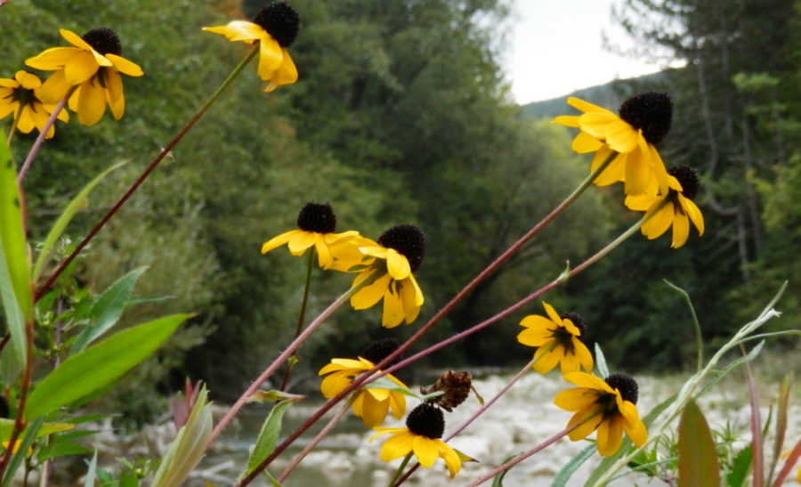 Bloemen en beestjes in de Alpen RikenMons blog Alpen