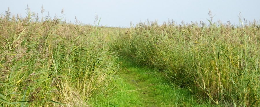 Tussen het riet RikenMons blog Riet