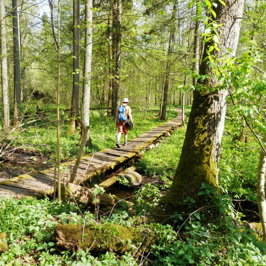 Poolse bomen en bossen RikenMons blog Poolse bossen