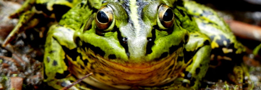 RikenMon’s Natuurgids Europese dieren app update!