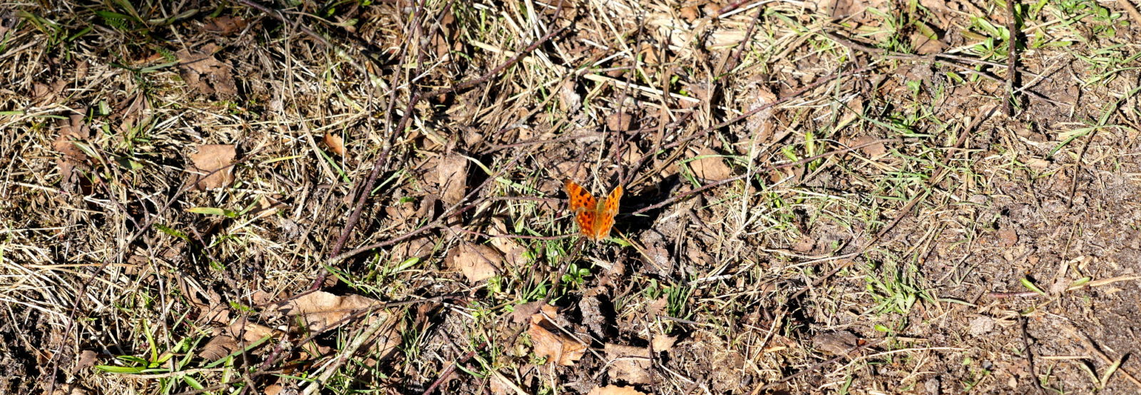 RikenMon blog voorjaar vlinder