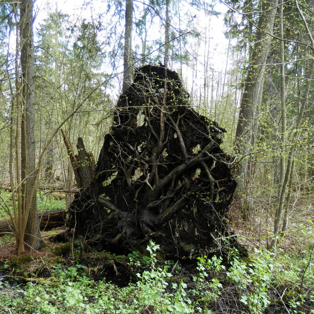 RikenMons blog Poolse bossen