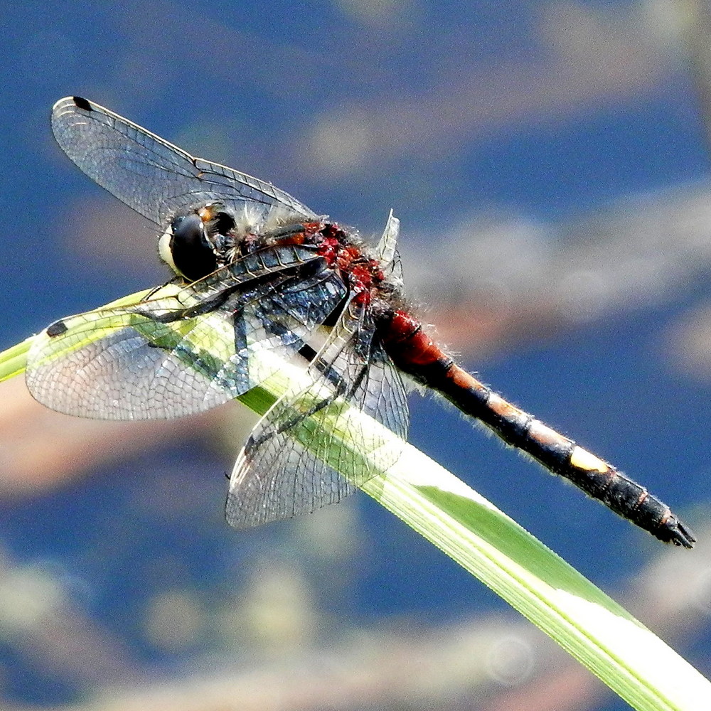 NEW! 2 rare whitefaced dragonflies!