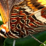 RikenMons Natuurblog Vlinders en Aardbeien