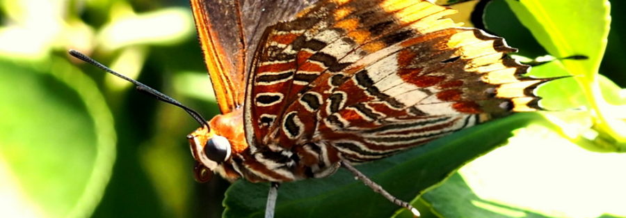 RikenMons Natuurblog Vlinders en Aardbeien