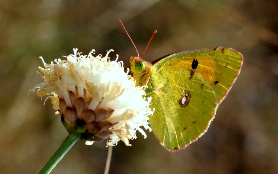 RIkenMonsblog vlinders in augustus