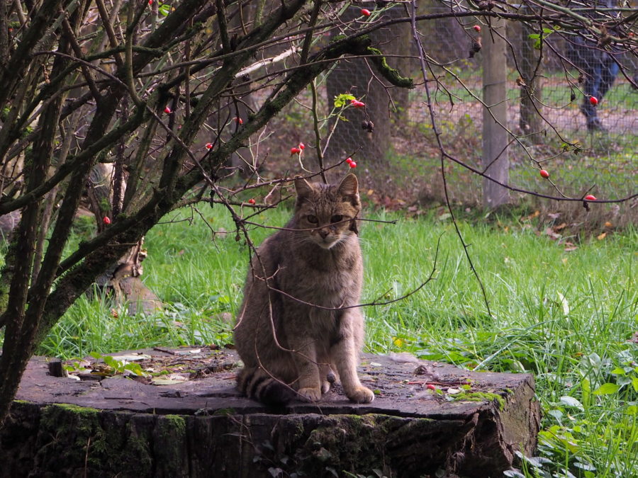 RikenMon Blog Biotopwildpark Anholter Schweiz wilde kat